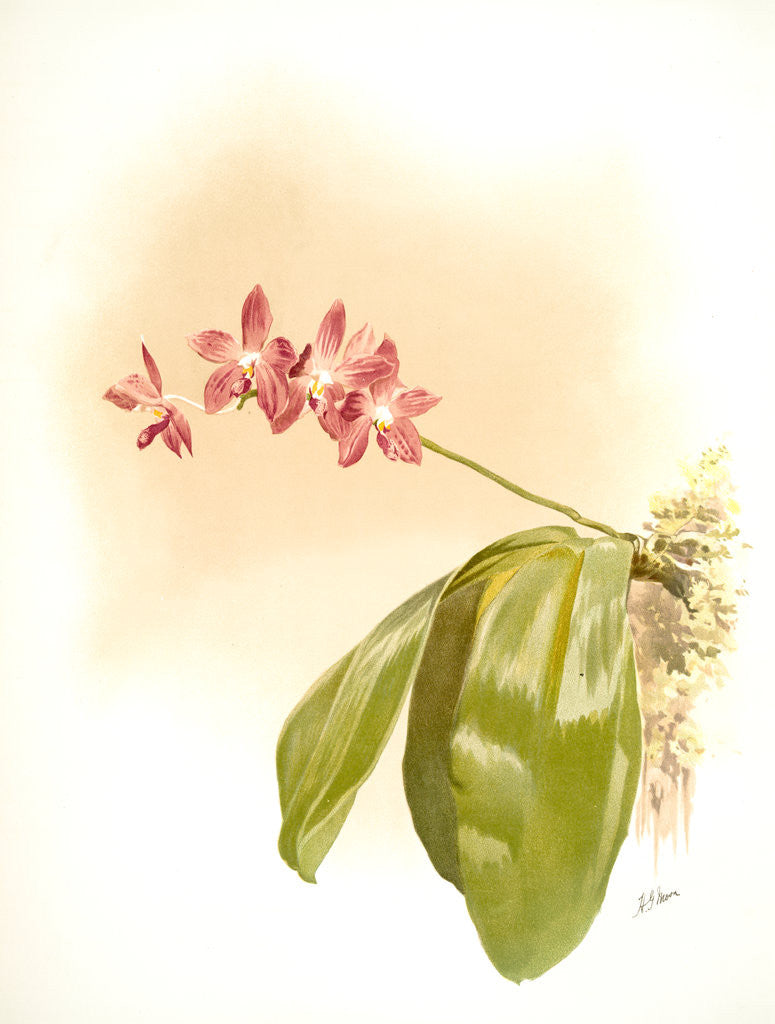 Detail of Phalaenopsis speciosa by F. Sander