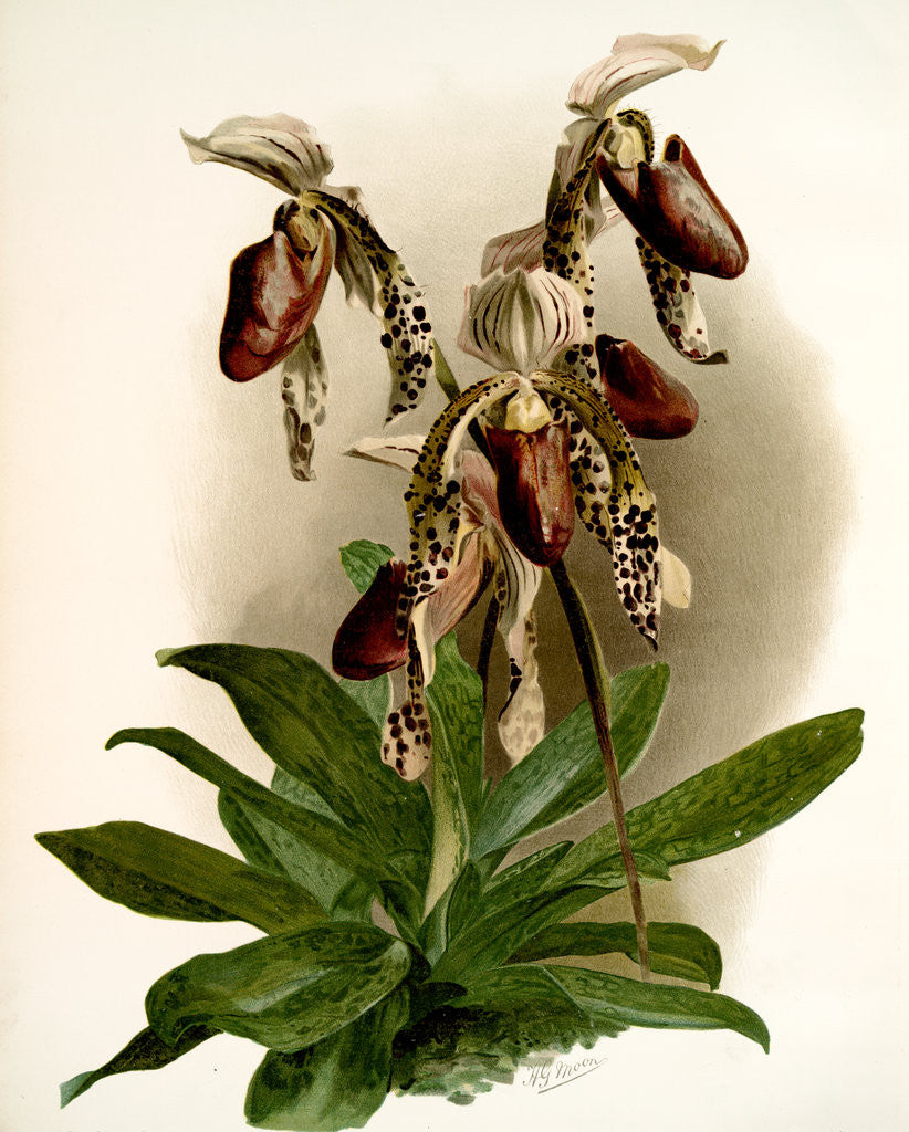 Detail of Cypripedium morganiae burfordiense by F. Sander