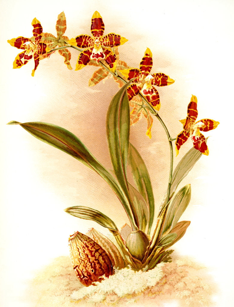 Detail of Odontoglossum triumphans by F. Sander
