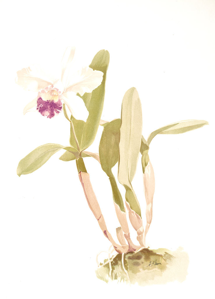 Detail of Cattleya (hybrida) parthenia by F. Sander