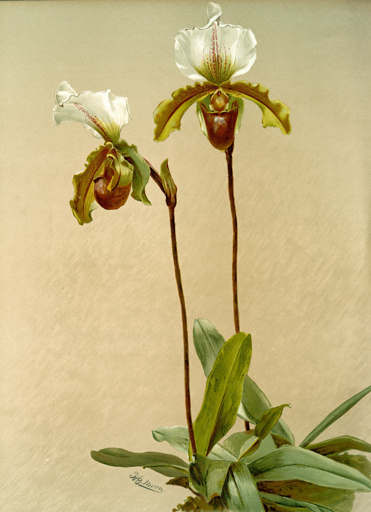 Detail of Cypripedium leeanum var giganteum by F. Sander