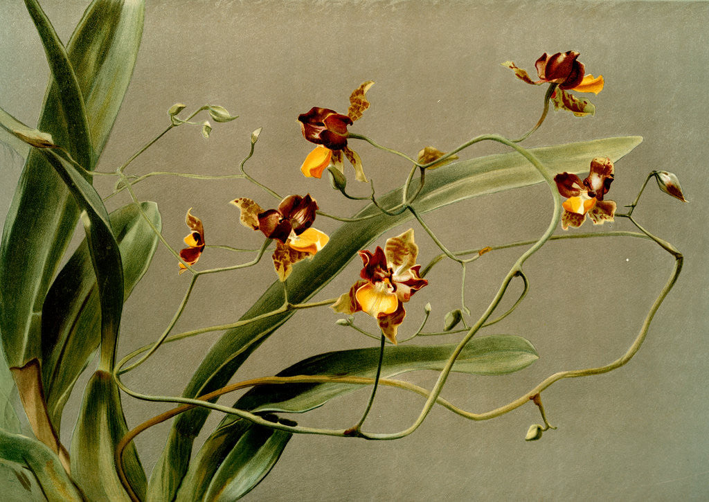 Detail of Oncidium loxense by F. Sander