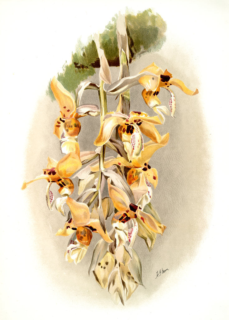 Detail of Stanhopea shuttleworthii by F. Sander