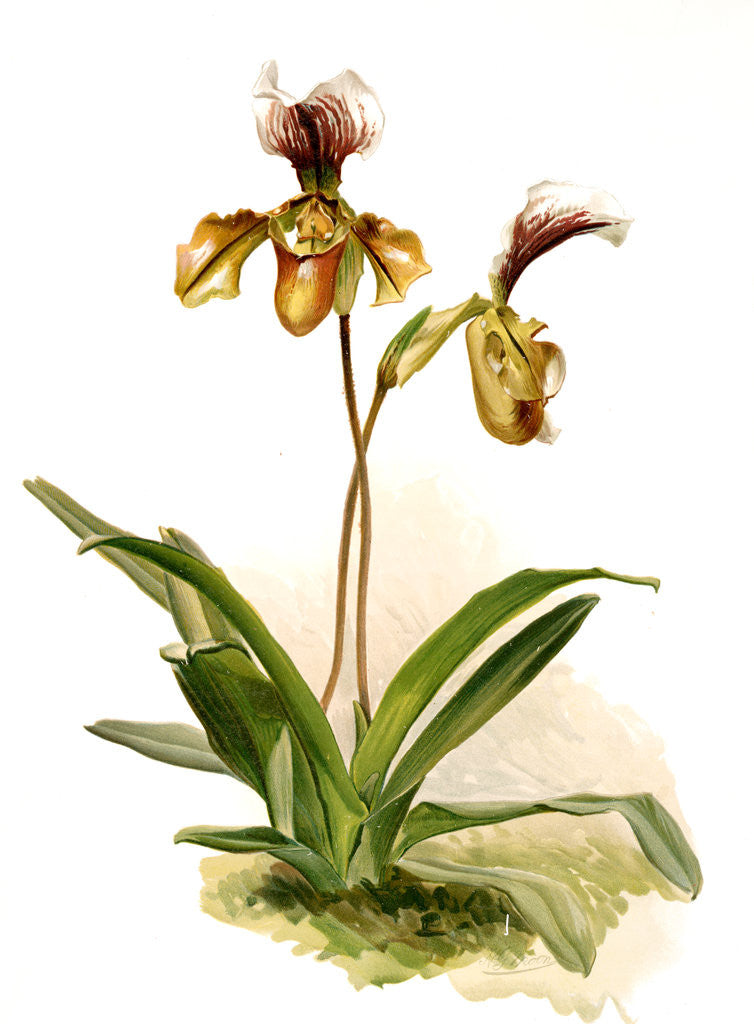 Detail of Cypripedium (hybridum) calypso by F. Sander