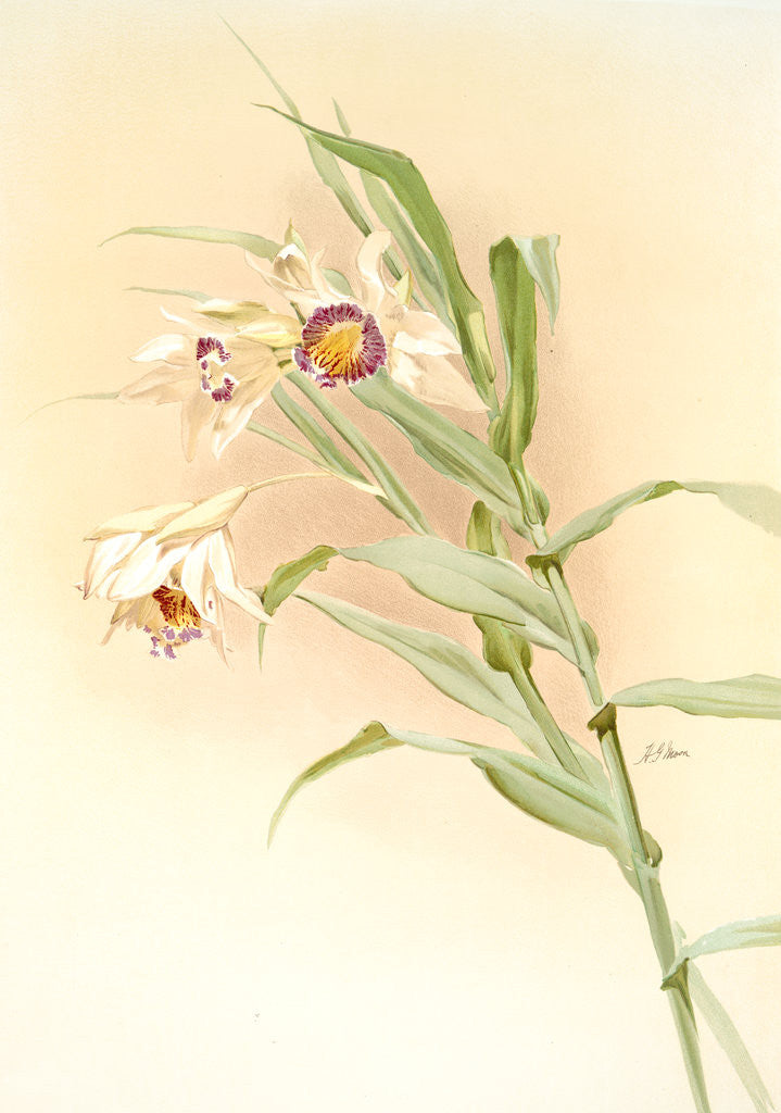 Detail of Thunia brymeriana by F. Sander