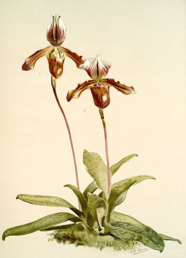Detail of Cypripedium (hybridum) laucheanum; cypripedium (hybridum) eyermanianum by F. Sander