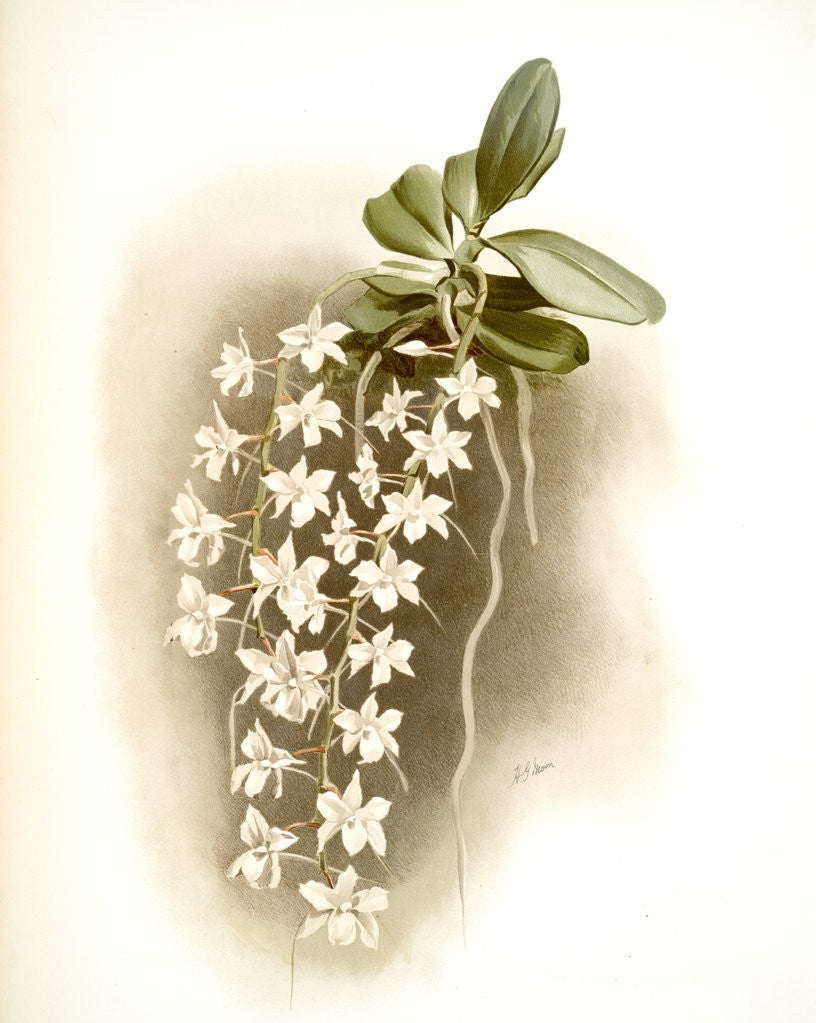 Detail of Angraecum articulatum by F. Sander