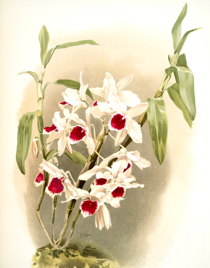 Detail of Dendrobium leechianum by F. Sander