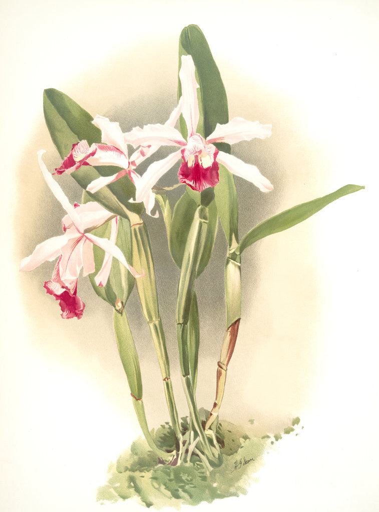 Detail of Laelia elegans schilleriana by F. Sander