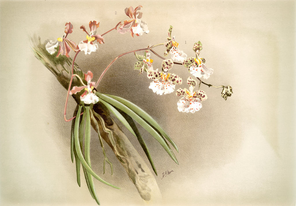 Detail of Oncidium jonesianum, Oncidium jonesianum haeanthum by F. Sander