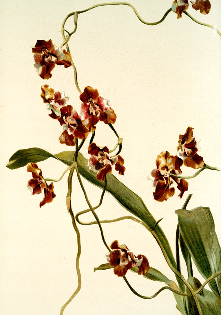 Detail of Oncidium superbiens by F. Sander