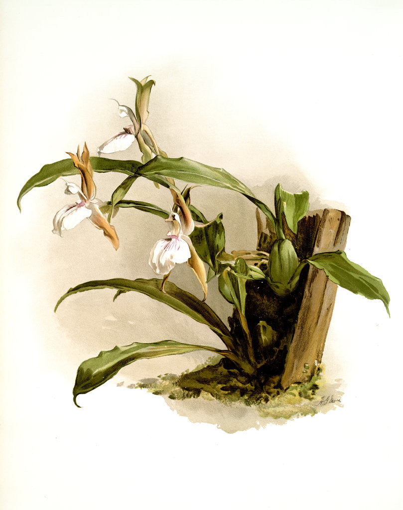 Detail of Zygopetalum rostratum by F. Sander