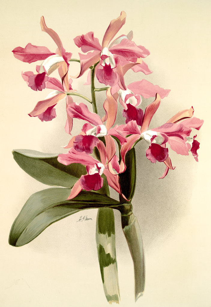 Detail of Laelio-cattleya elegans var blenheimensis by F. Sander