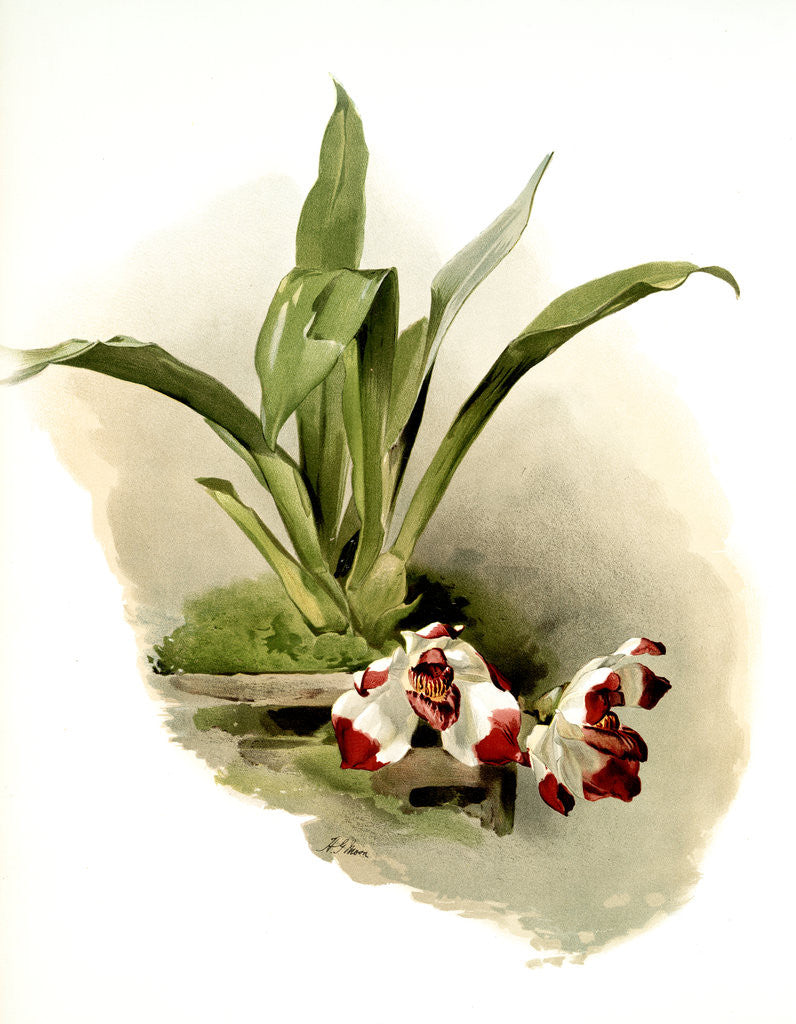 Detail of Zygopetalum klabochorum by F. Sander