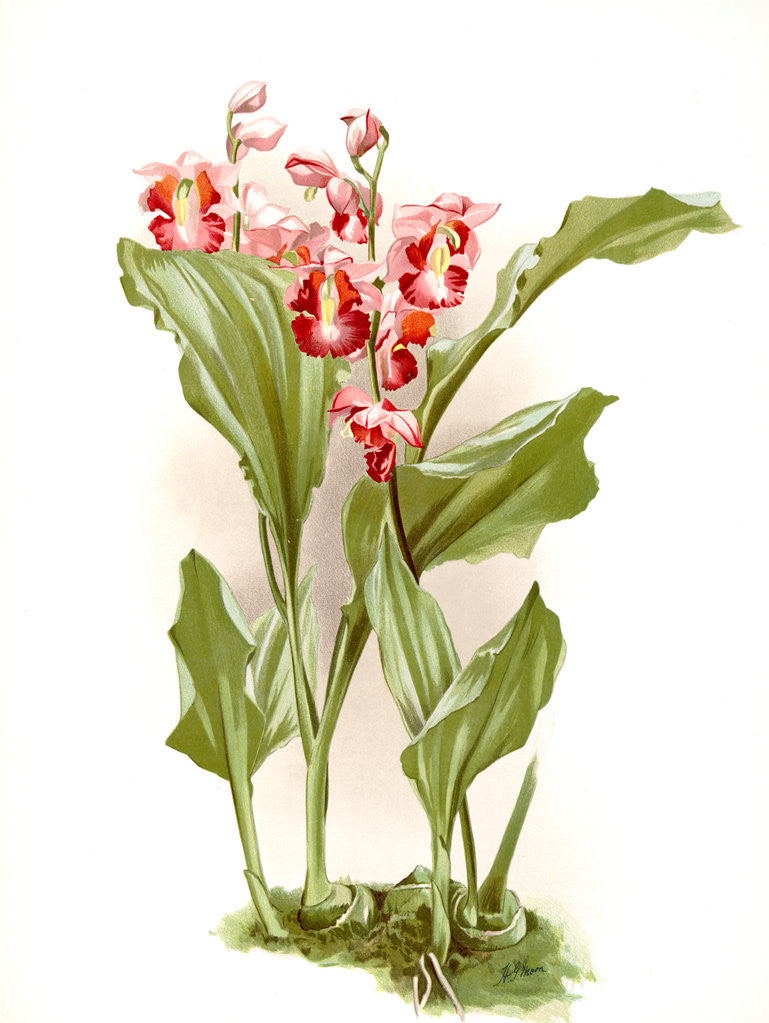 Detail of Phajus humblotii by F. Sander