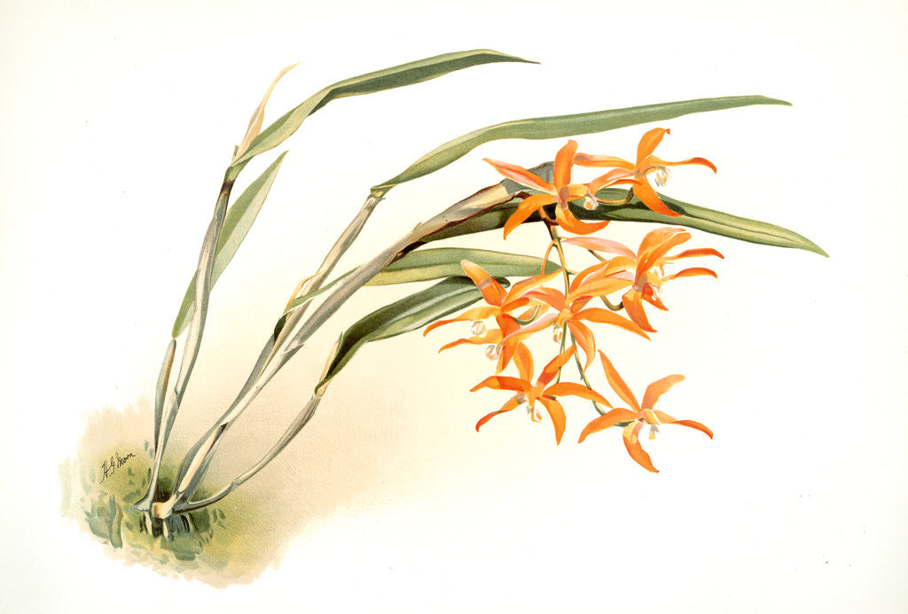 Detail of Laella harpophylla by F. Sander