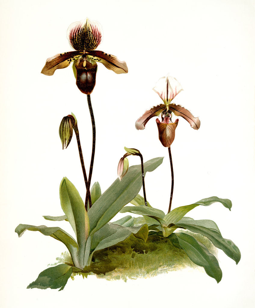 Detail of Cypripedium (hybridum) pollettianum; Cypripedium (hybridum) maynardii by F. Sander