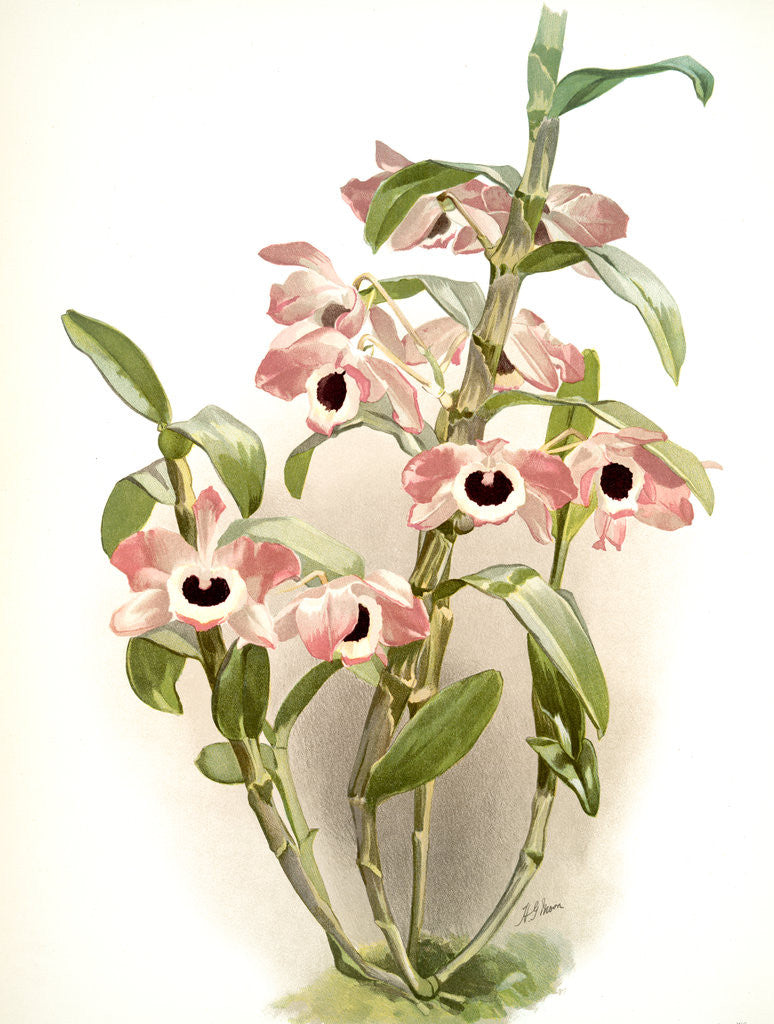 Detail of Dendrobium noile sanderianum by F. Sander