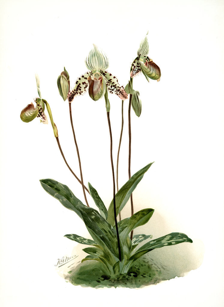 Detail of Cypripedium argus by F. Sander