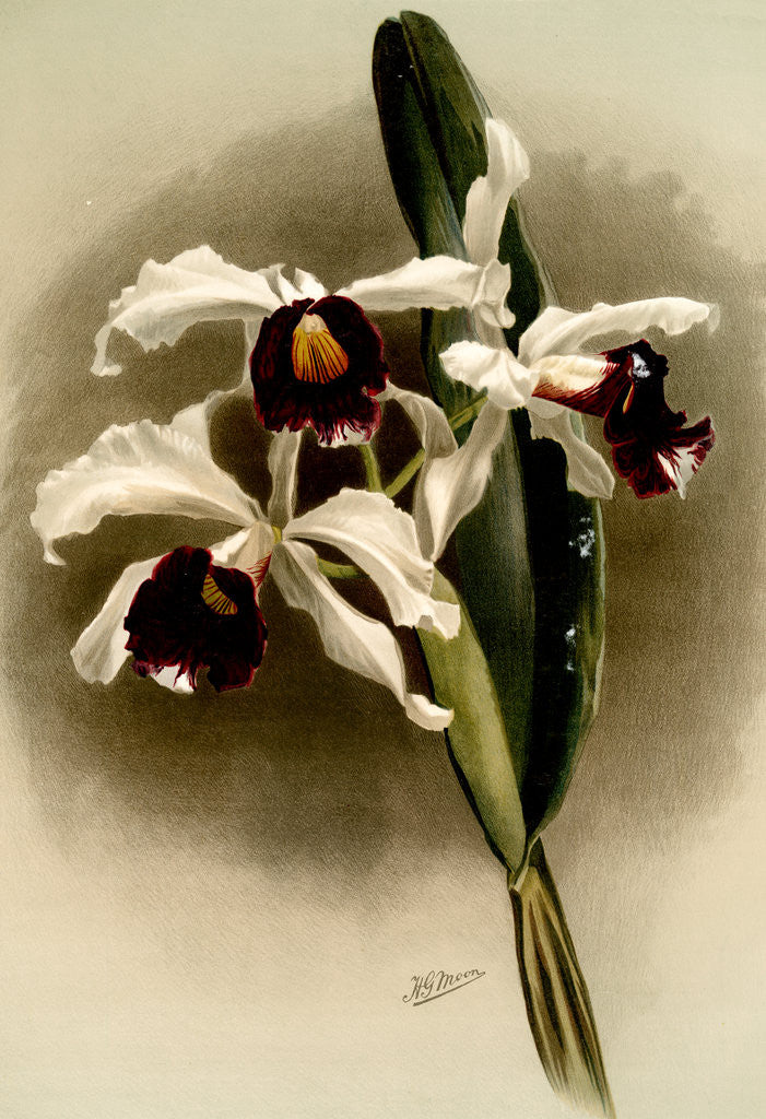 Detail of Laelia purpurata by F. Sander