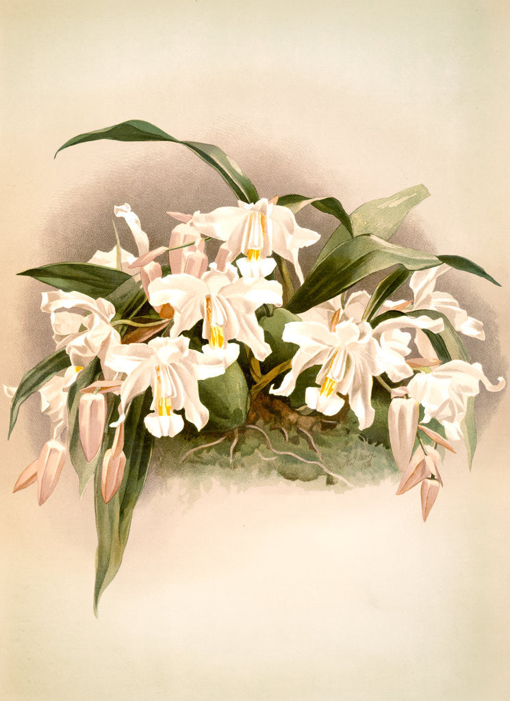 Detail of Coelogyne cristata maxima by F. Sander