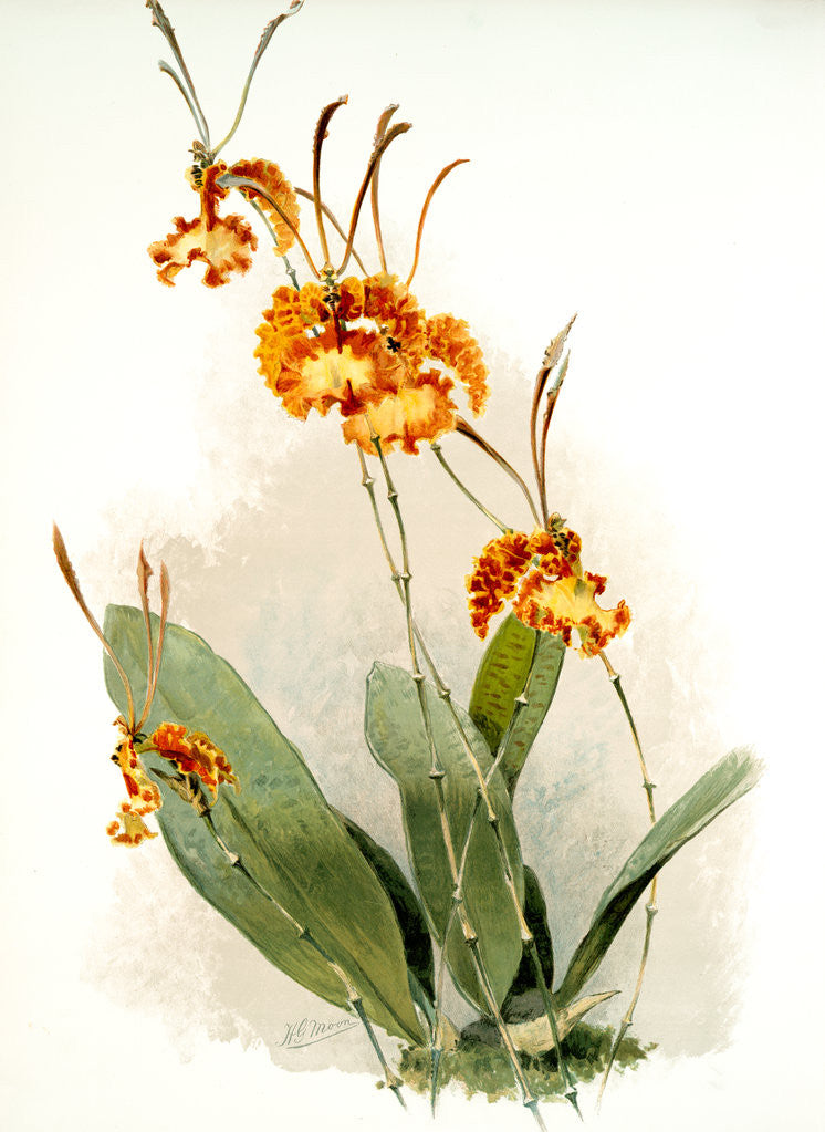 Detail of Oncidium kramerianum by F. Sander