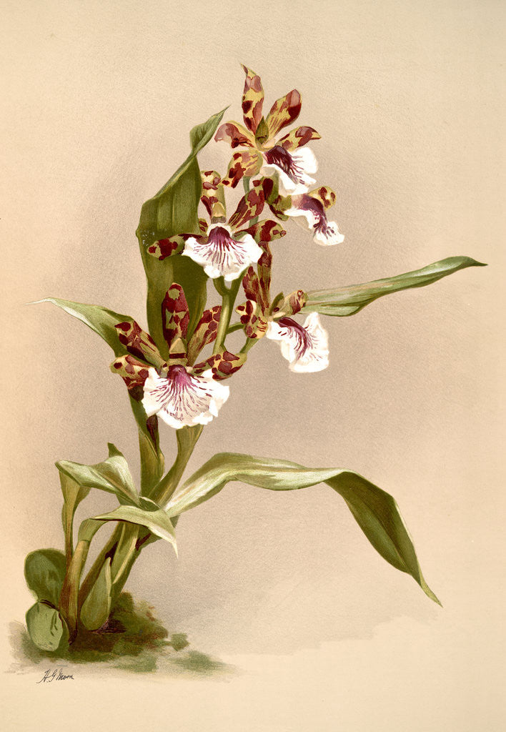 Detail of Zygopetalum crinitum by F. Sander