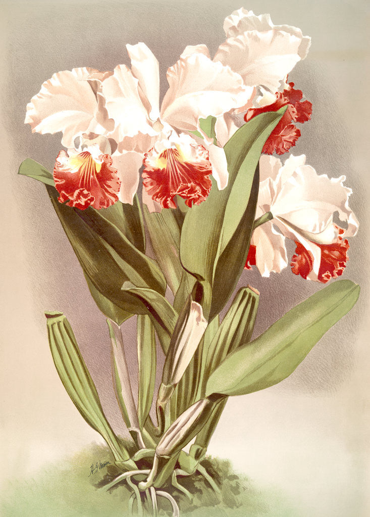 Detail of Cattleya Mendelli, Duke of Marlborough by F. Sander