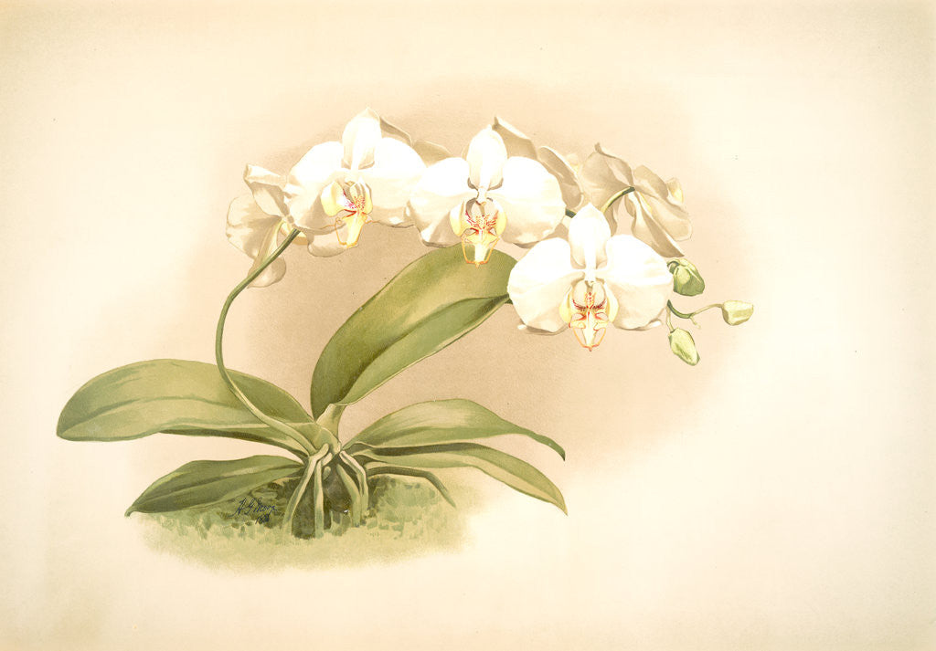 Detail of Phalaenopsis grandiflora aurea by F. Sander
