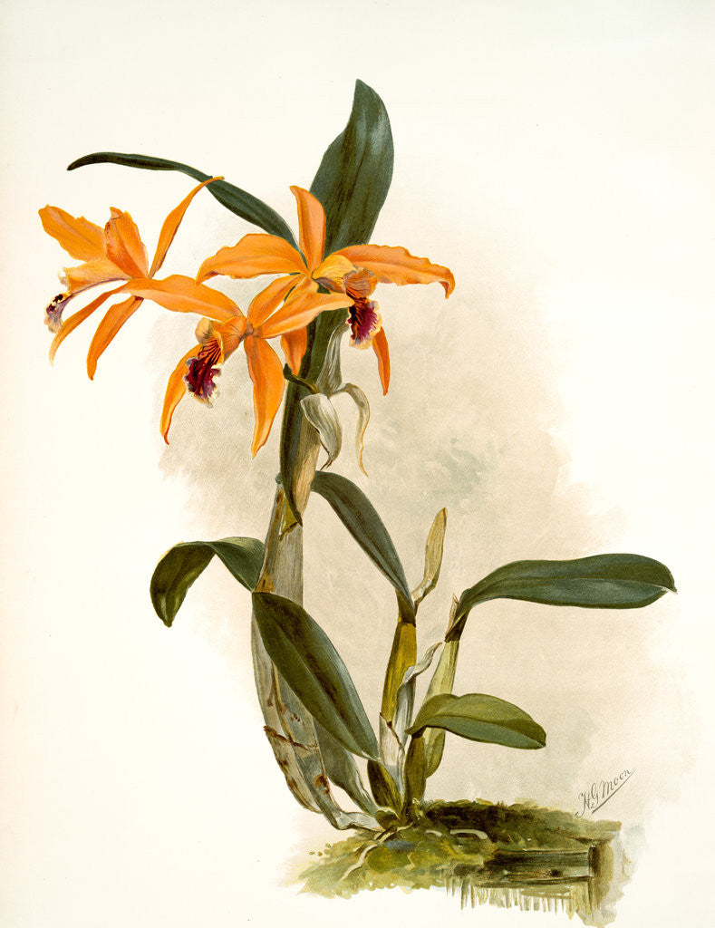 Detail of Laelio-cattleya (hybrida) phoebe by F. Sander