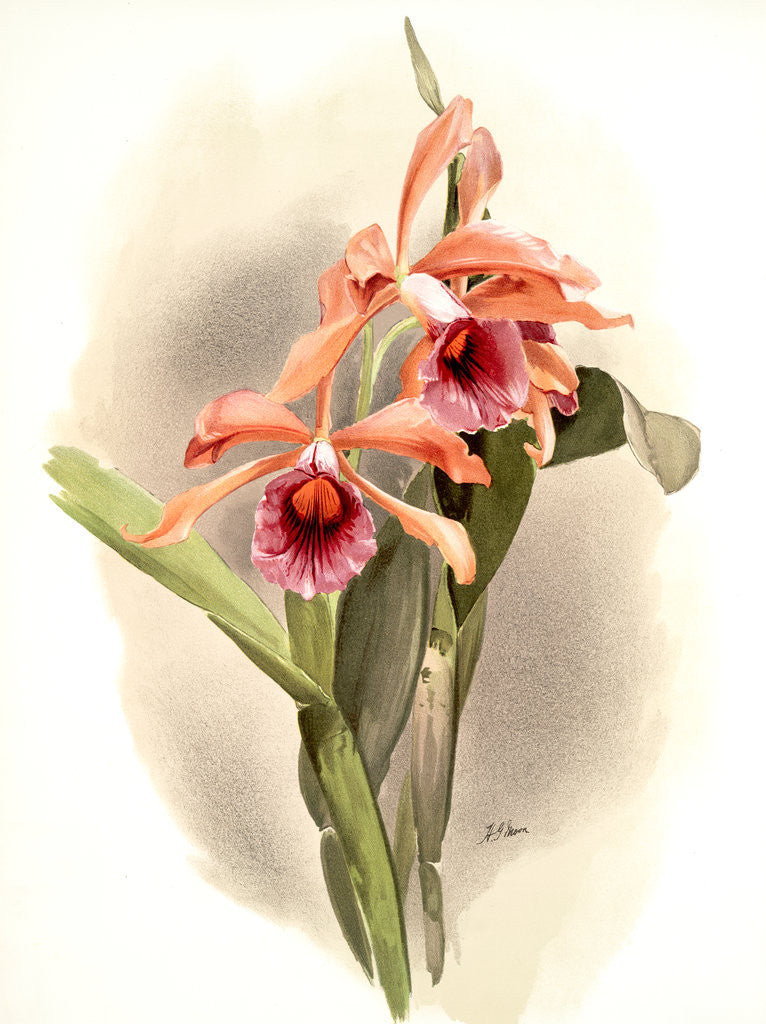 Detail of Laelia grandis by F. Sander