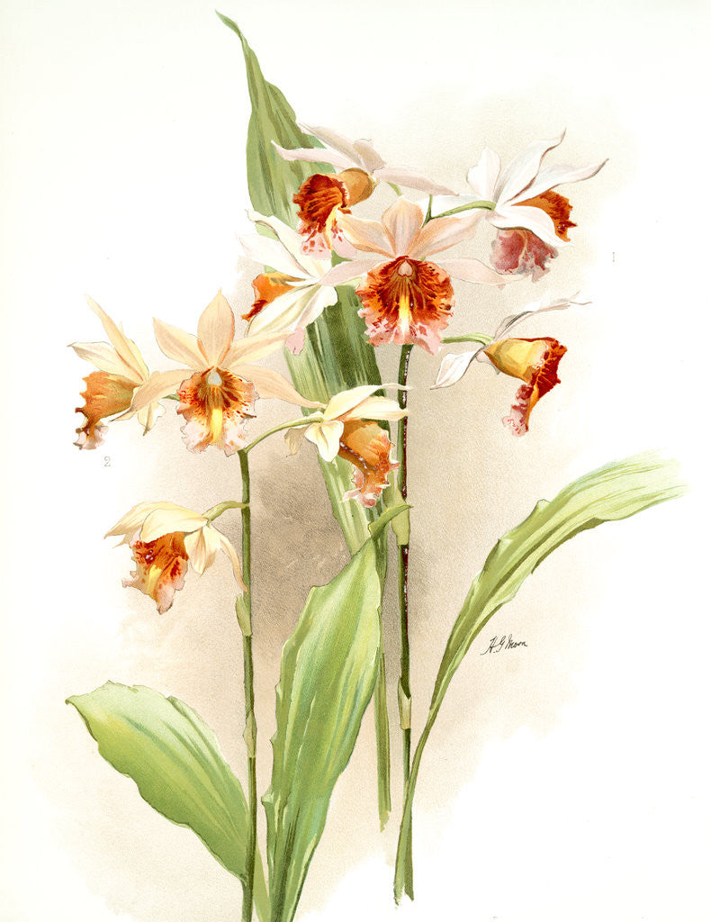 Detail of Phaius hybridus amabilis; phaius hybridus marthiae by F. Sander