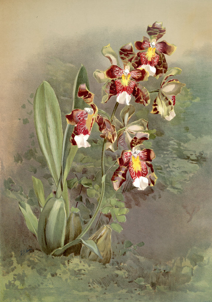 Detail of Odontoglossum harryanum by F. Sander