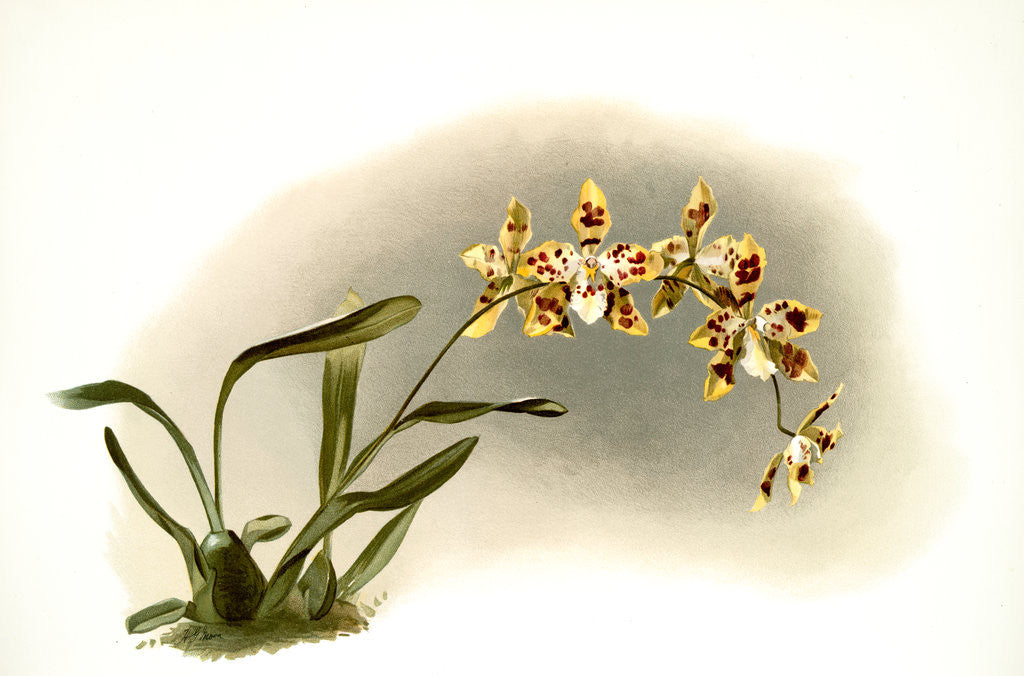 Detail of Odontoglossum excellens by F. Sander
