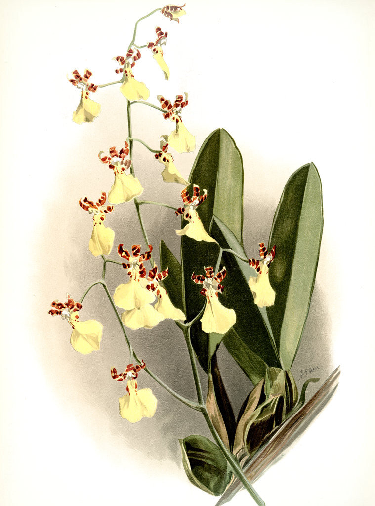 Detail of Oncidium splendidum by F. Sander