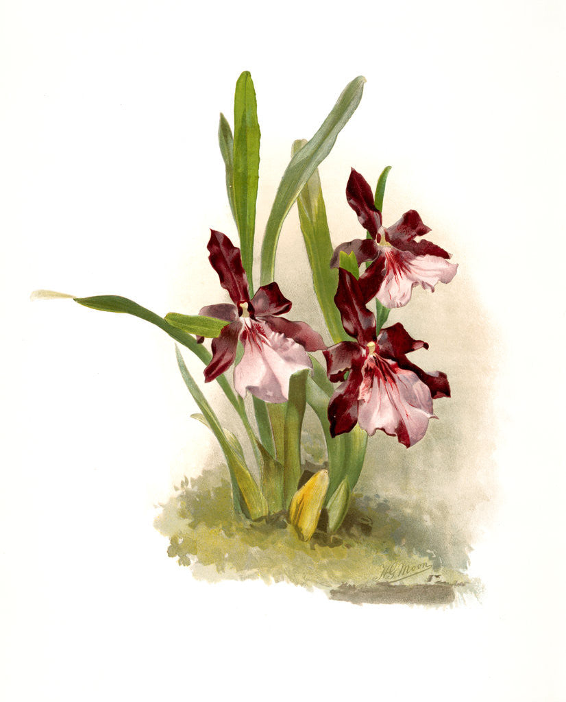 Detail of Miltonia moreliana by F. Sander