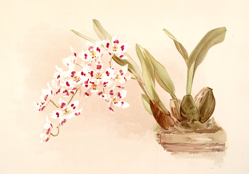 Detail of Odontoglossum pescatorei by F. Sander