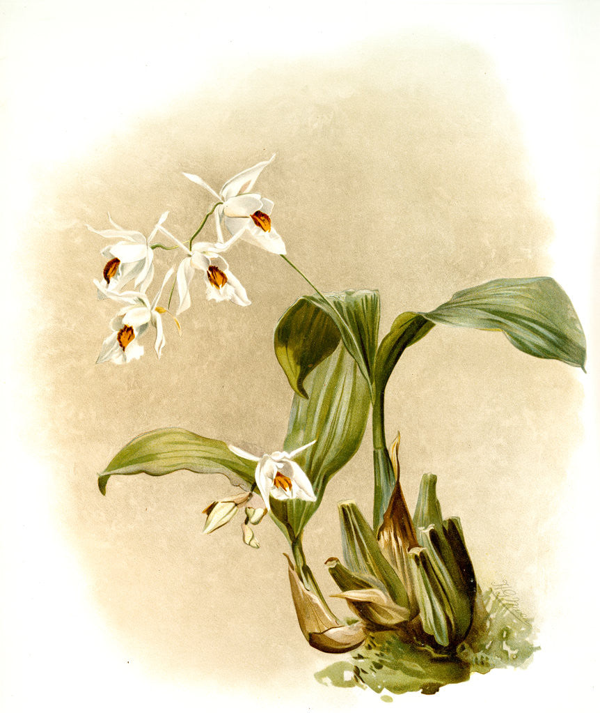 Detail of Coelogyne sanderae by F. Sander