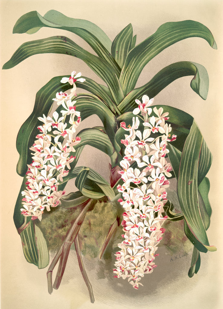 Detail of Saccolabium giganteum by F. Sander