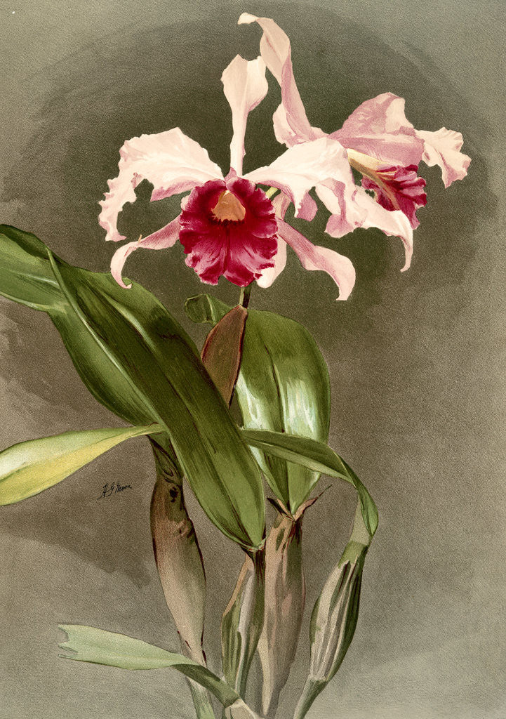 Detail of Cattleya (hybrida) arnoldiana by F. Sander