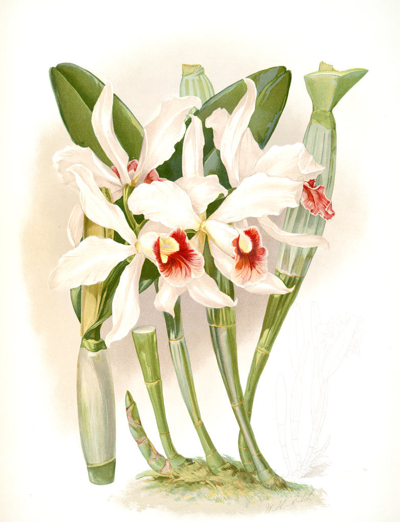 Detail of Laelia euspatha by F. Sander