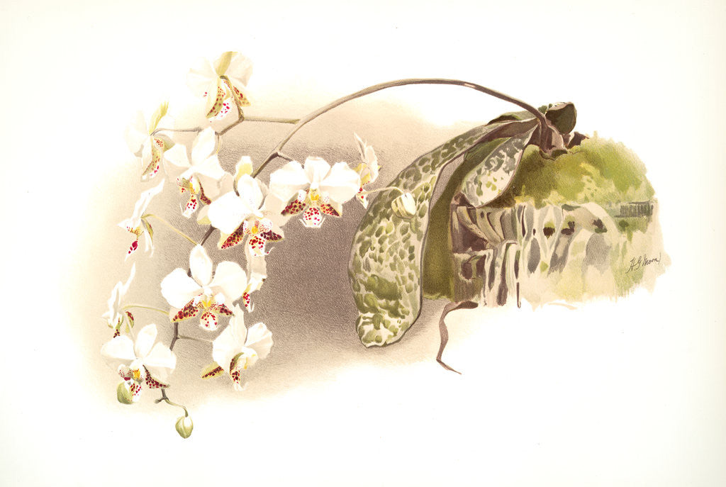 Detail of Phalaenopsis stuartiana by F. Sander