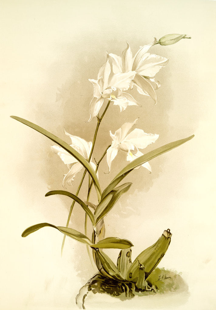 Detail of Laelia autumnalis alba by F. Sander