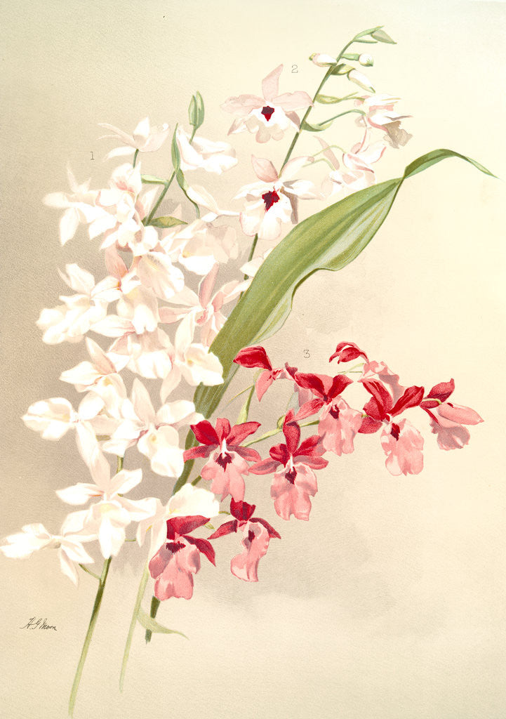 Detail of Hybrid calanthes (1) victoria regina (2) bella (3) burfordiense by F. Sander