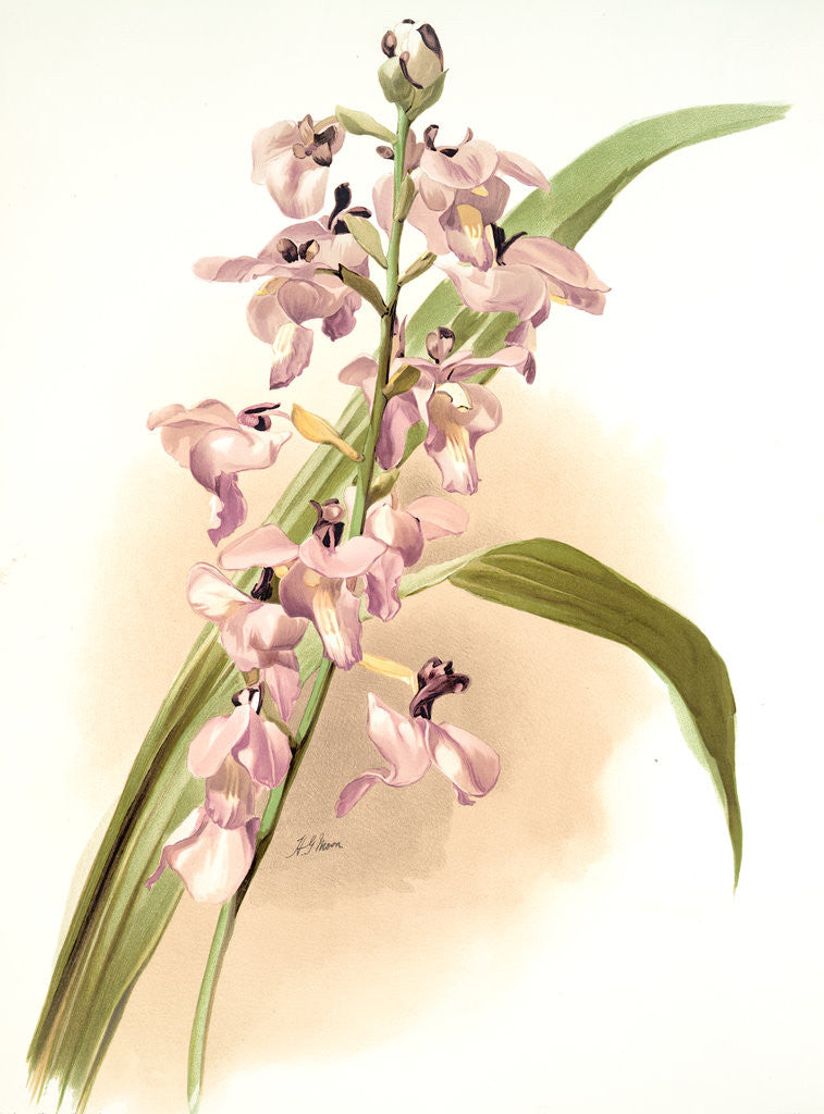 Detail of Lissochilus giganteus by F. Sander