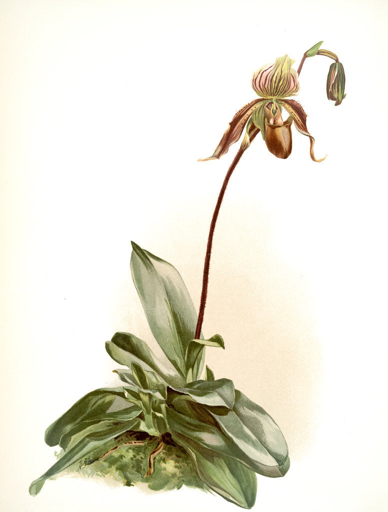 Detail of Cypripedium selligerum majus by F. Sander