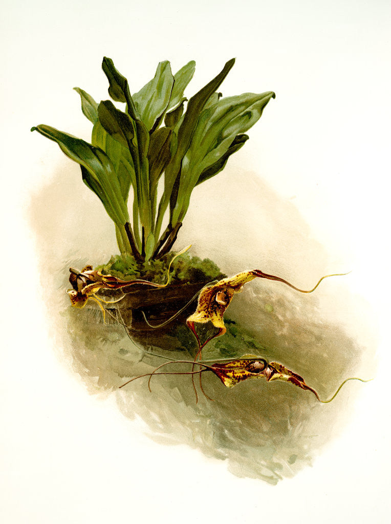 Detail of Masdevallia chimaera var mooreana by F. Sander