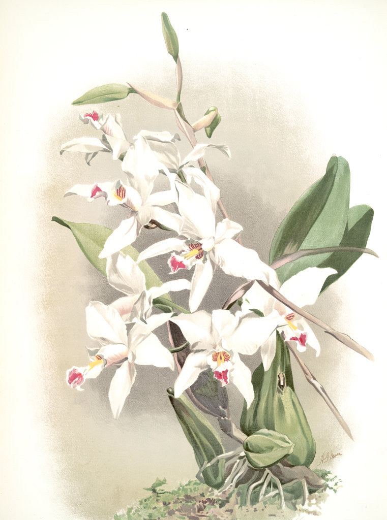 Detail of Laelia anceps sanderiana by F. Sander