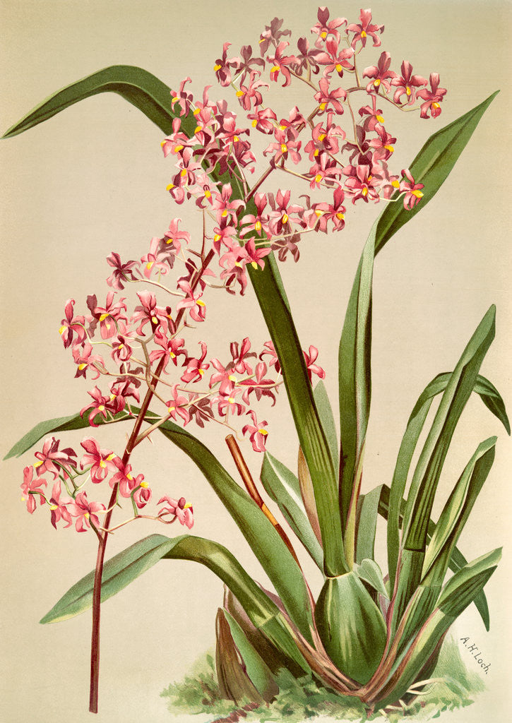 Detail of Odontoglossum edwardii by F. Sander