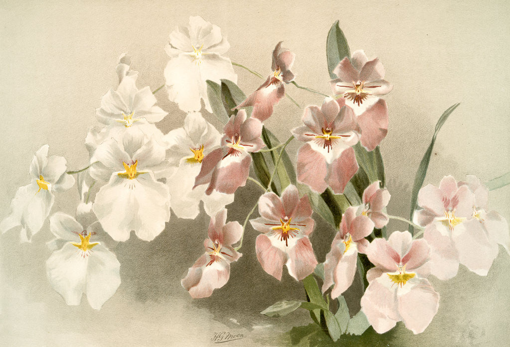 Detail of Odontoglossum vexillarium by F. Sander